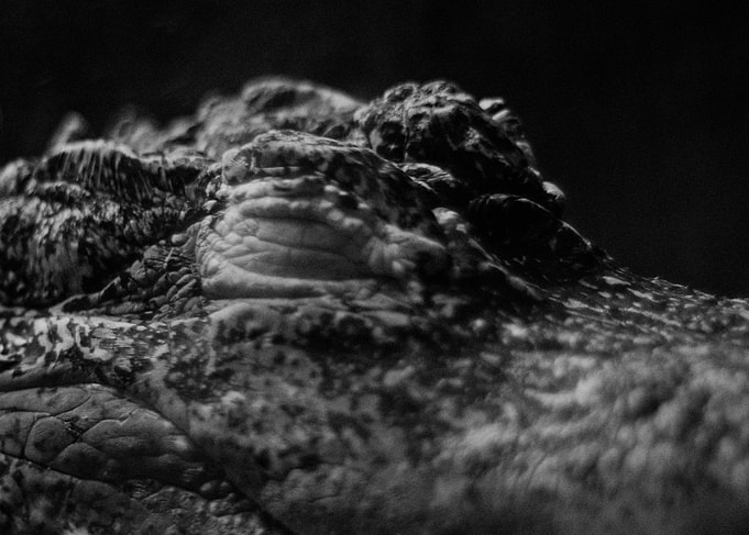 Submerged Alligator in Black and White