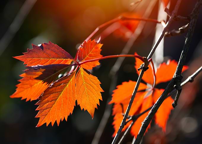 Vibrant Autumn Leaves in Sunlight