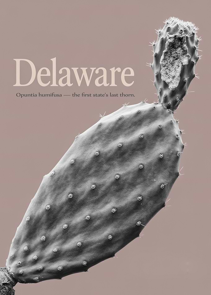 Delaware Opuntia Humifusa Cactus Poster
