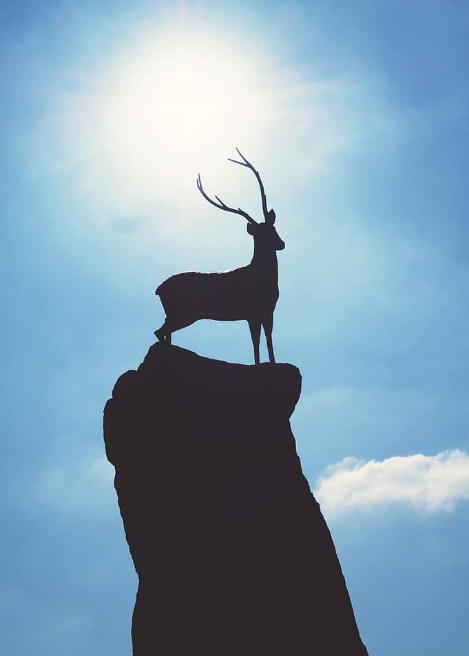 Silhouette of a Deer on Rock