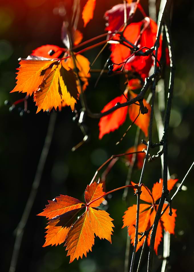 Vibrant Autumn Leaves in Sunlight