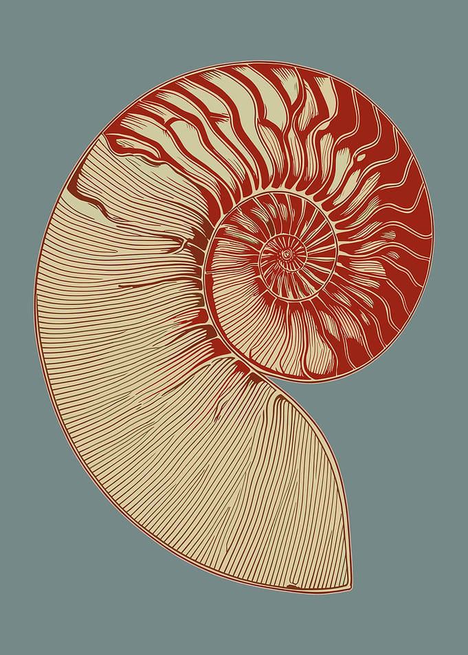 Stylized Nautilus Shell Illustration