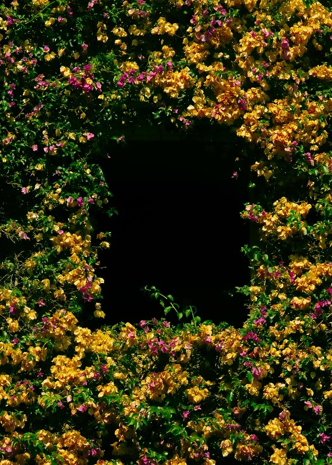 Frame of Bougainvillea Flowers