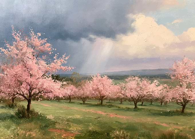 Blooming Cherry Blossom Orchard Landscape