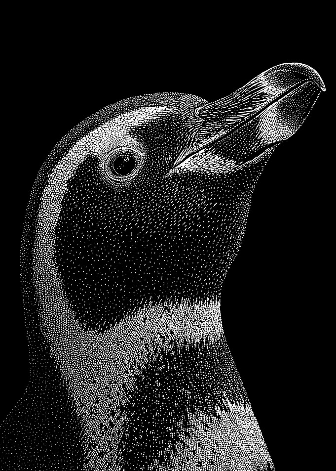 Graceful Monochrome Penguin Profile In Stipple Dotwork