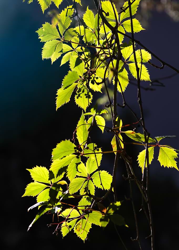 Sunlit Virginia Creeper Leaves