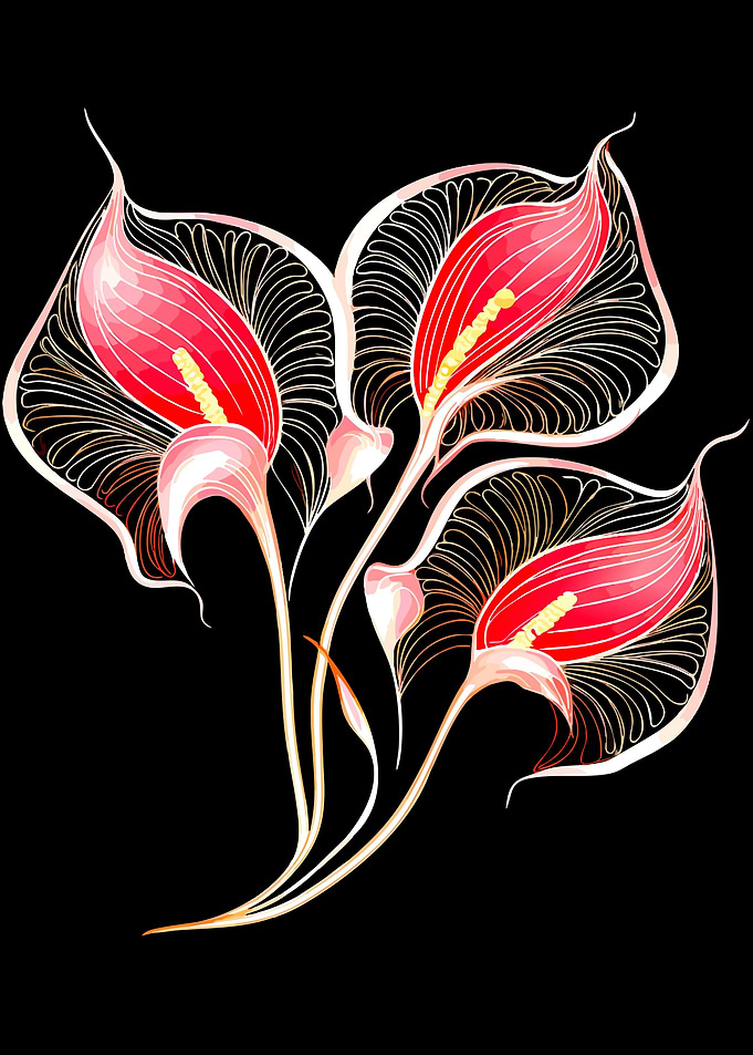 Elegant Red Calla Lily Illustration