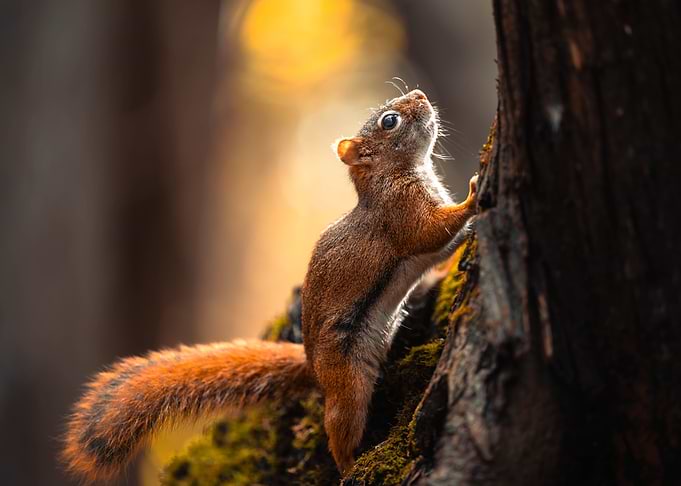 Red Squirrel Climbing a Tree
