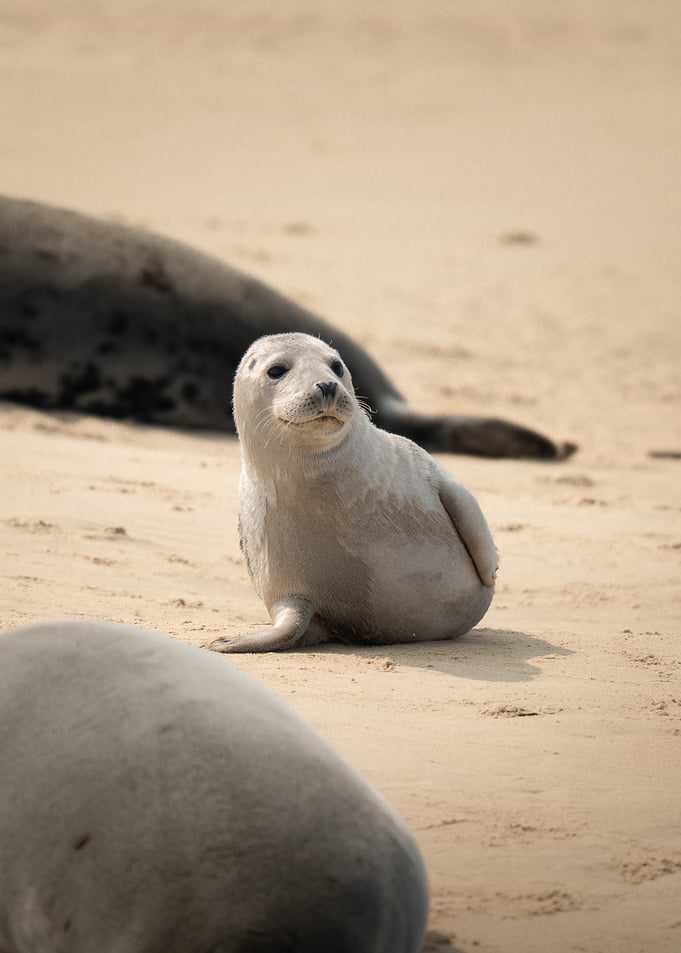Cute Seal Pup on Sandy Beach