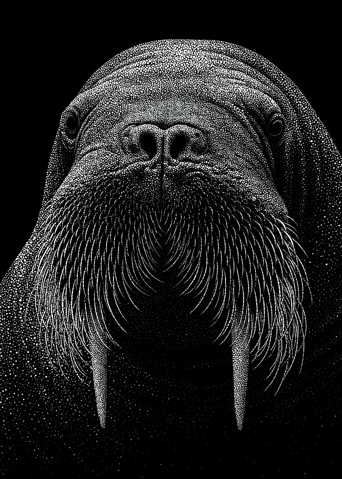 Majestic Monochrome Walrus Portrait In Stipple Dotwork