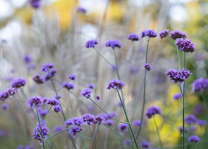 Purple Verbena Flowers in Garden