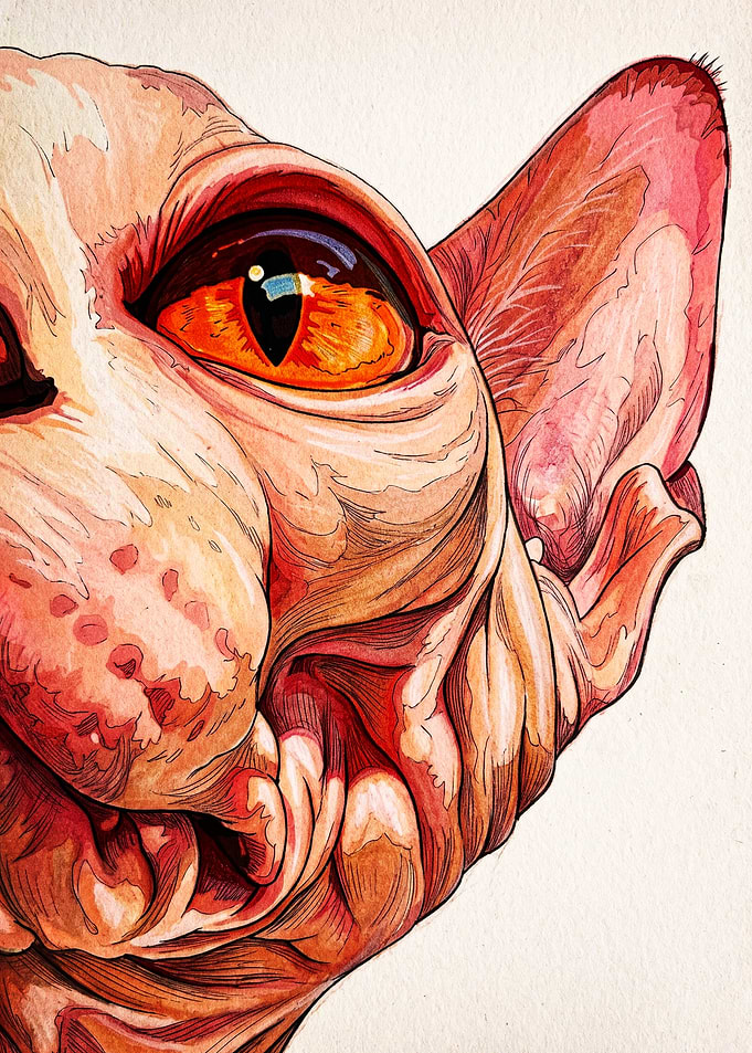 Detailed Sphynx Cat Portrait Illustration