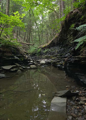 Serene Forest Stream and Rock Gorge