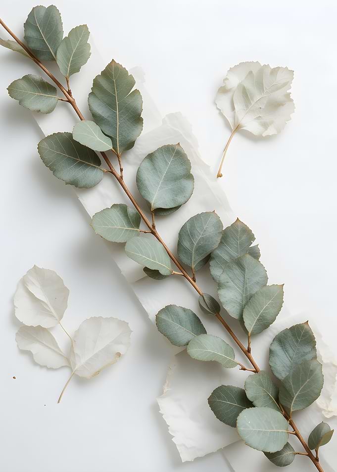 Minimalist Eucalyptus Branch on White