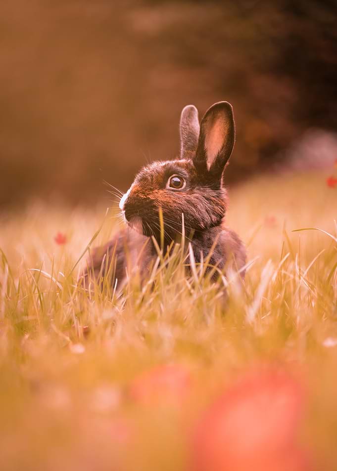 Cute Rabbit in Golden Meadow