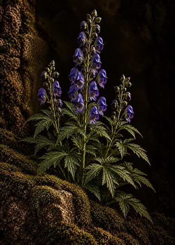 Wolfsbane - Monkshood Flowers