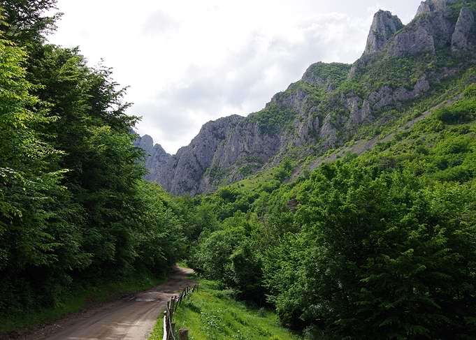 Journey Into The Wild