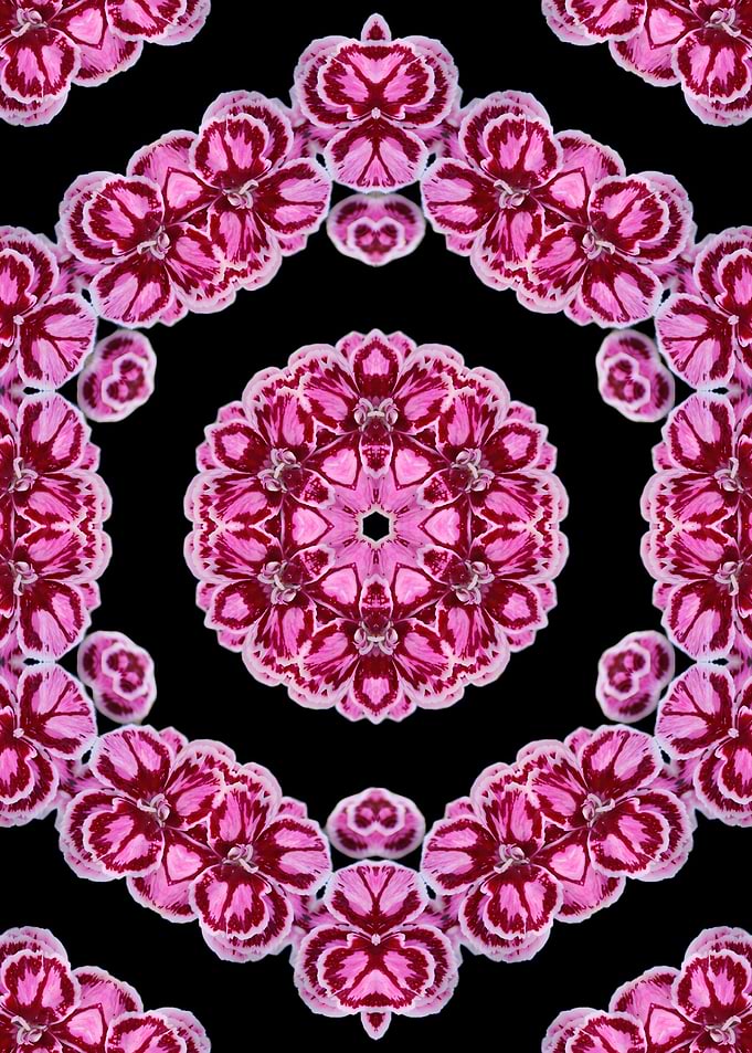 Pink Floral Kaleidoscope Pattern