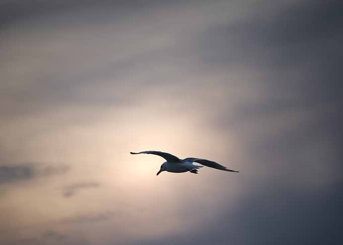 Seagull Flying Against Cloudy Sky