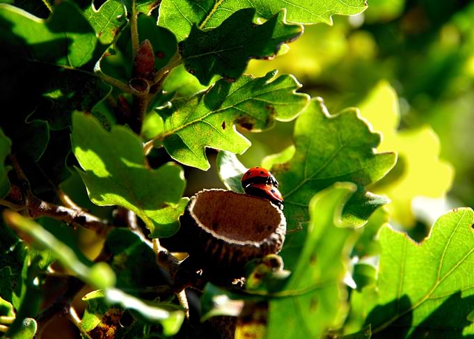 Ladybugs In Love