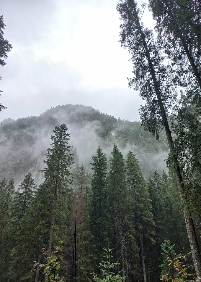 Misty Forest Mountain Landscape