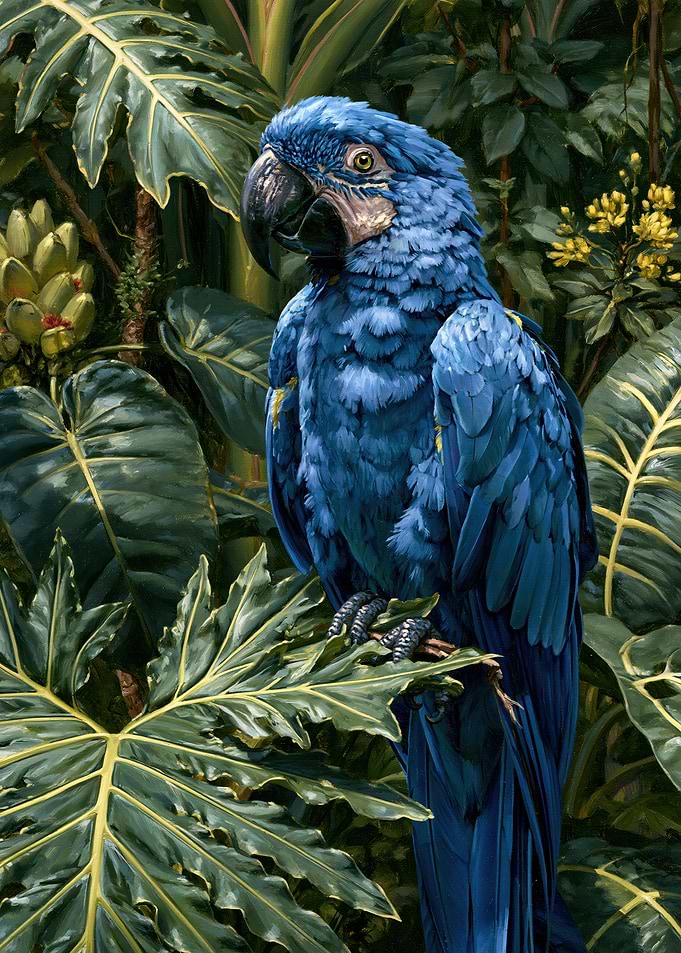 Vibrant Blue Hyacinth Macaw Portrait