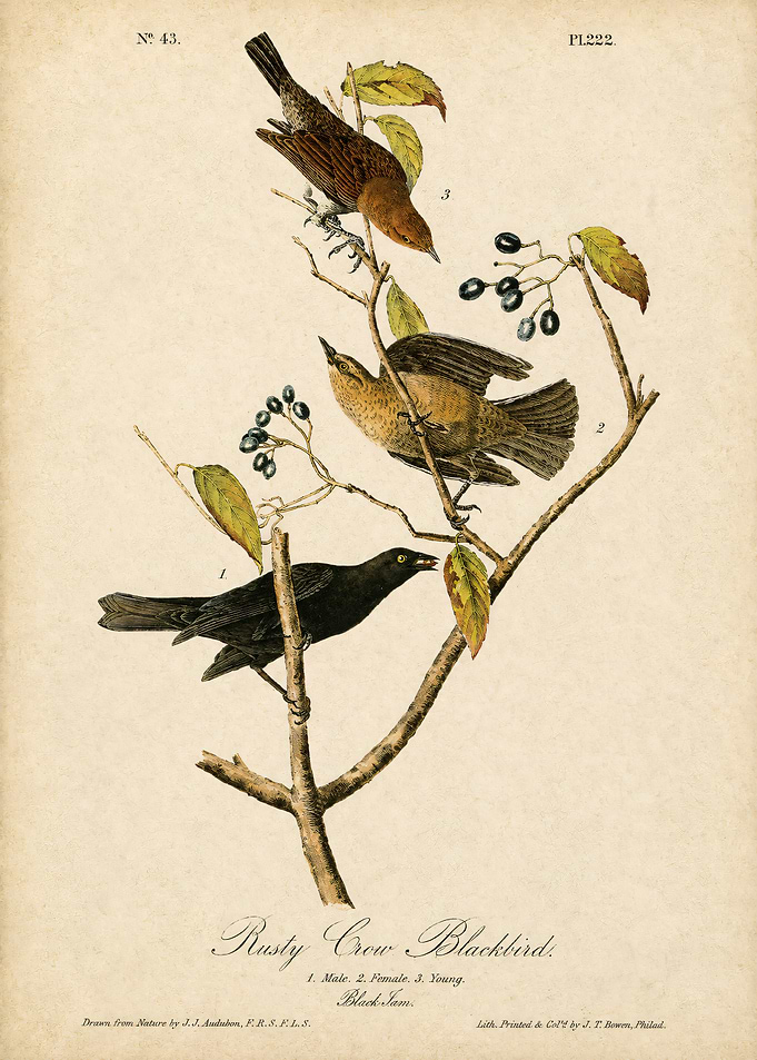 Audubon Rusty Blackbird Vintage Print