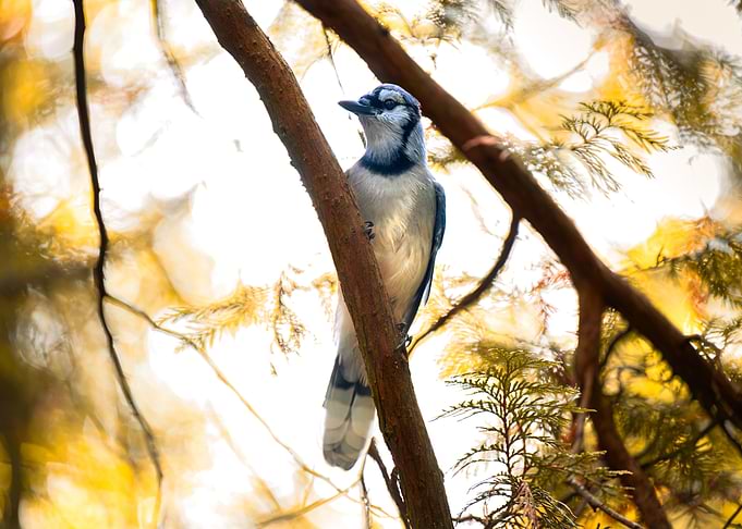 Blue Jay Perched on Tree Branch