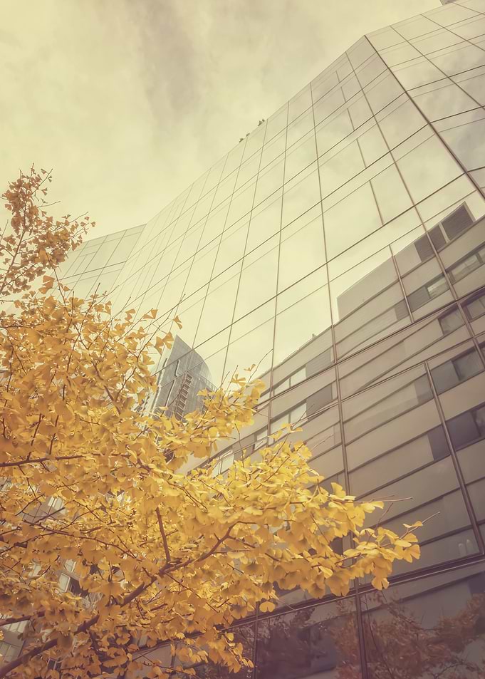 Autumn Ginkgo Tree Against Glass Skyscraper
