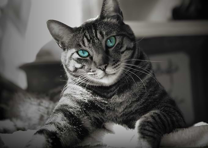 Sapphire Soul - Silent Look