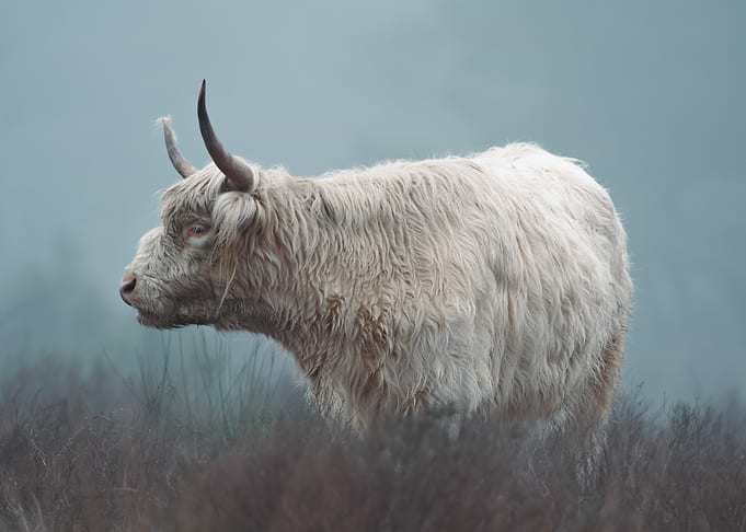 White Highland Cow in the Winter Mist