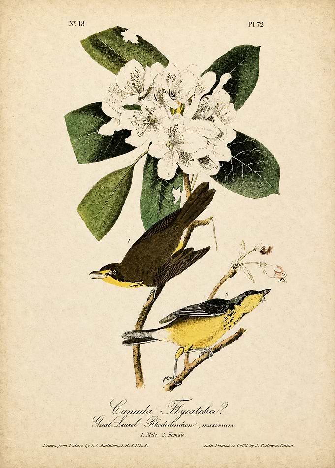 Audubon Canada Flycatcher Botanical Print