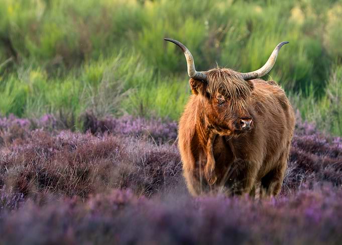 Highland Cow in Purple Heather Field