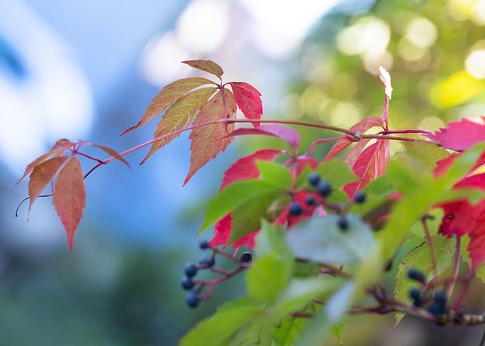 Vibrant Autumn Leaves and Berries