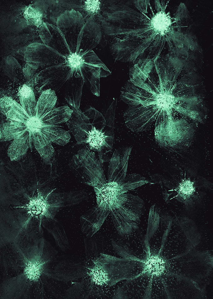 Glowing Teal Flowers in Ice