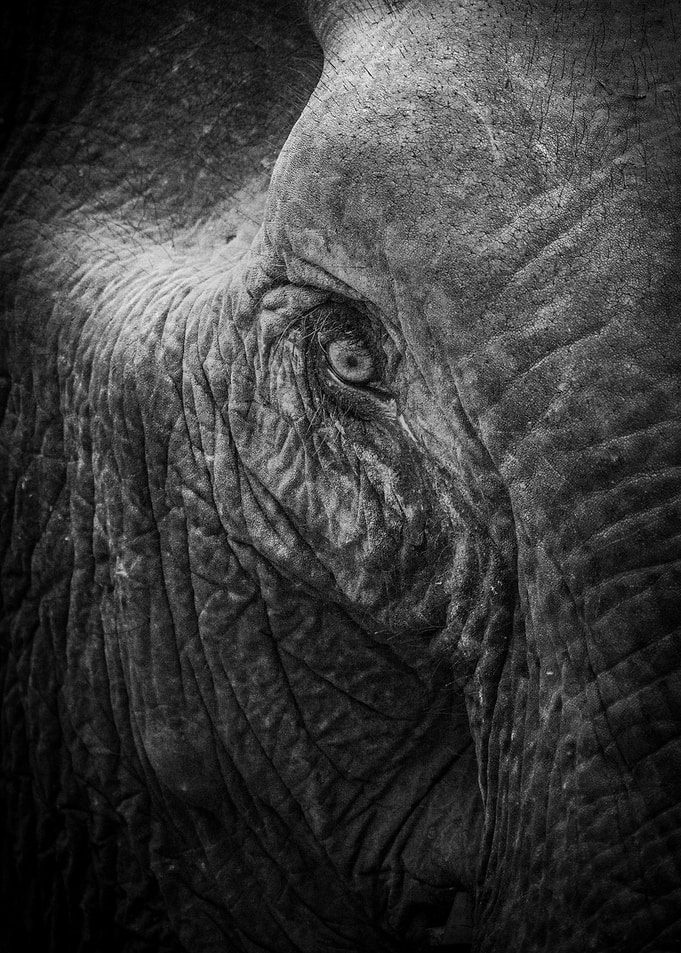 Close-up Portrait of an Elephant Eye