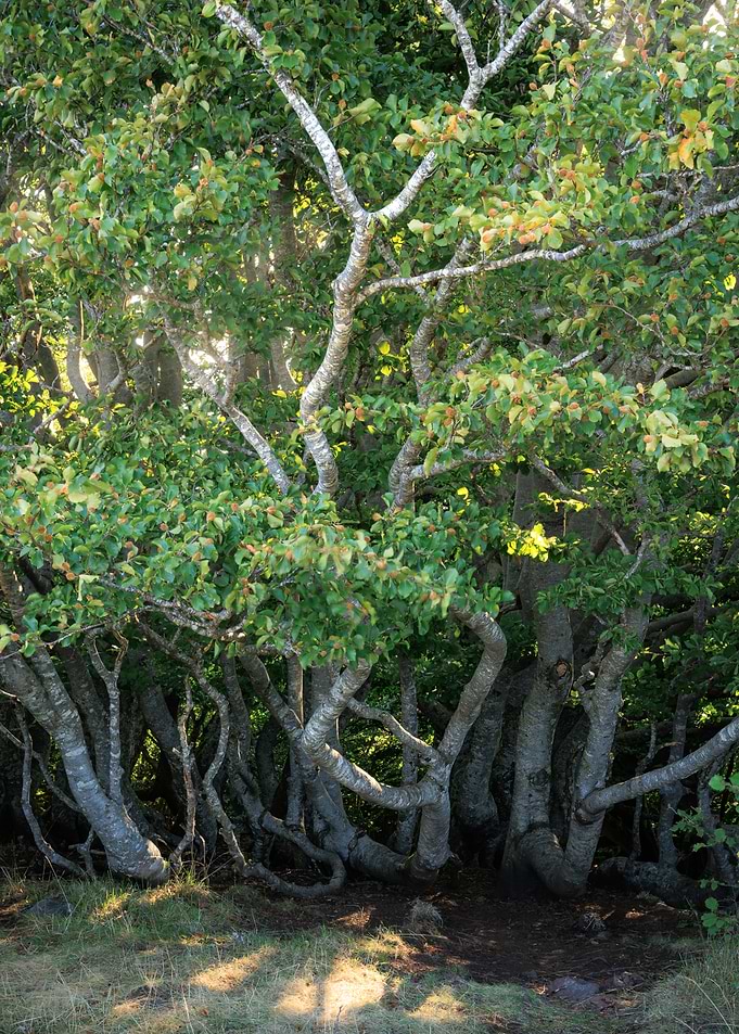 Twisted Birch Trees in Sunlight