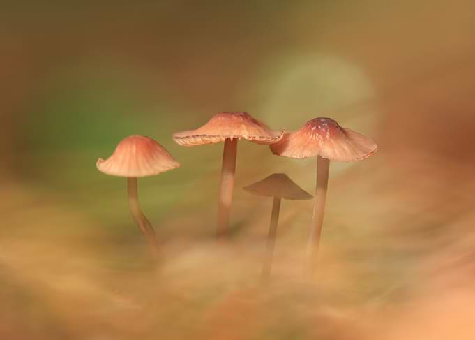 Small Wild Mushrooms in Forest
