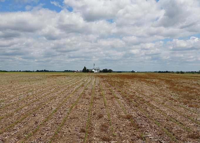 Young Corn Rows in Rural Field