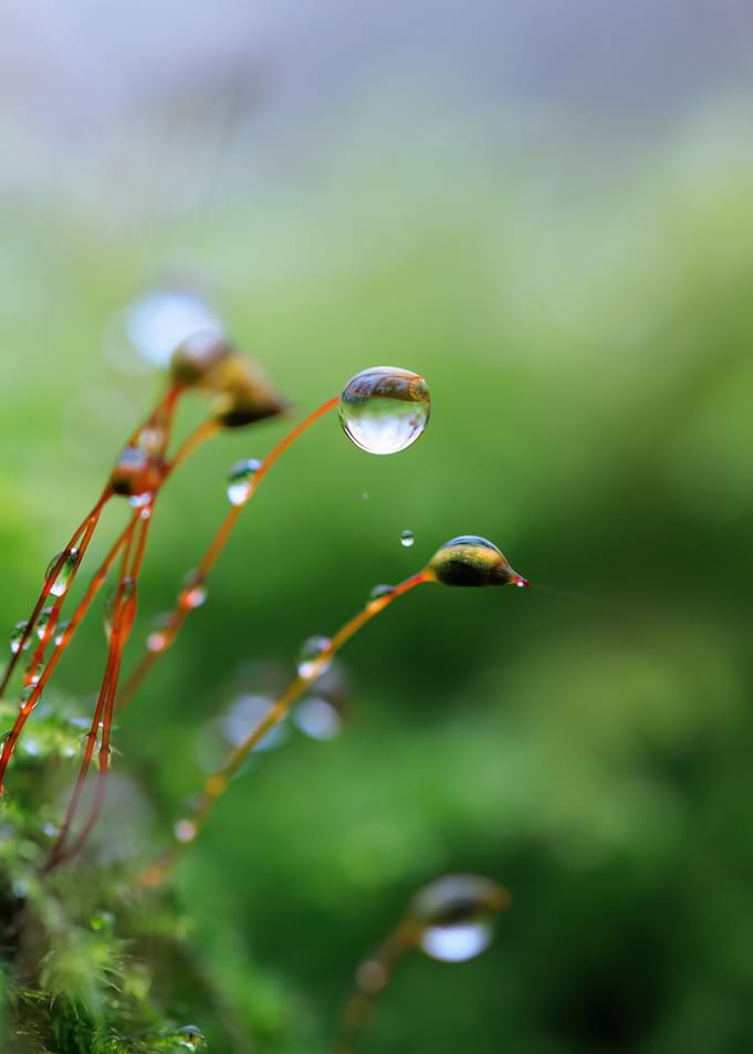 Macro Moss with Dew Drops