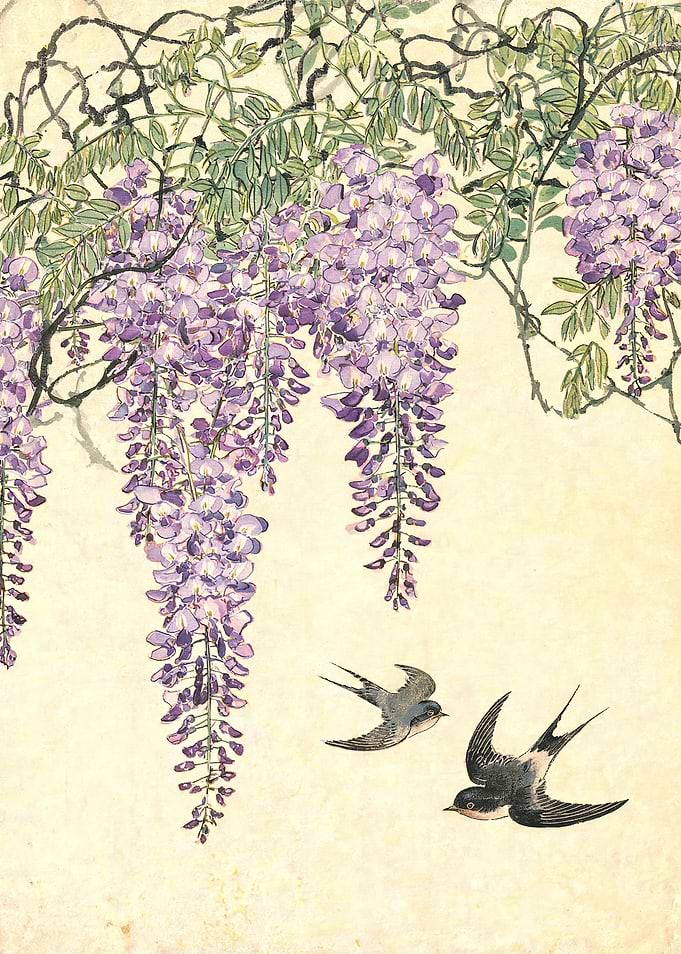 Wisteria and Swallows