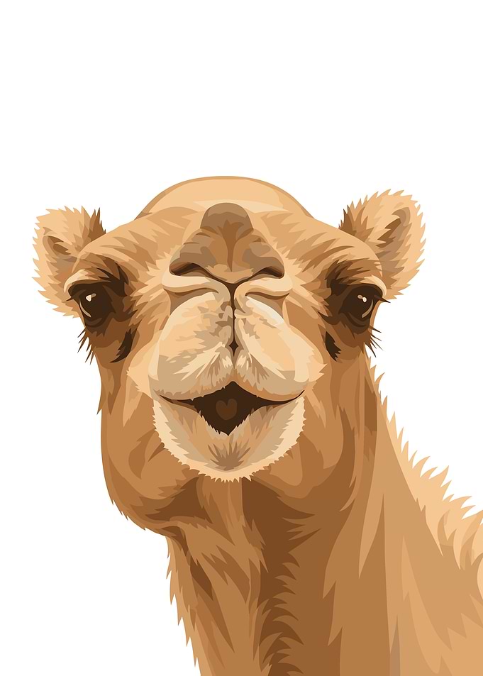 Close-up Portrait of a Camel