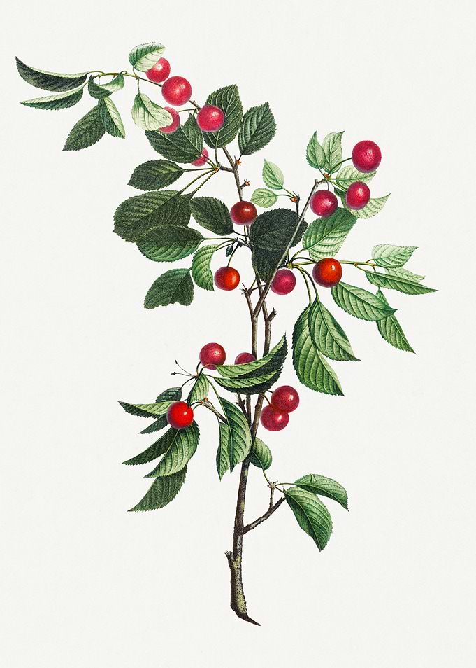 Vintage Botanical Cherry Branch Illustration