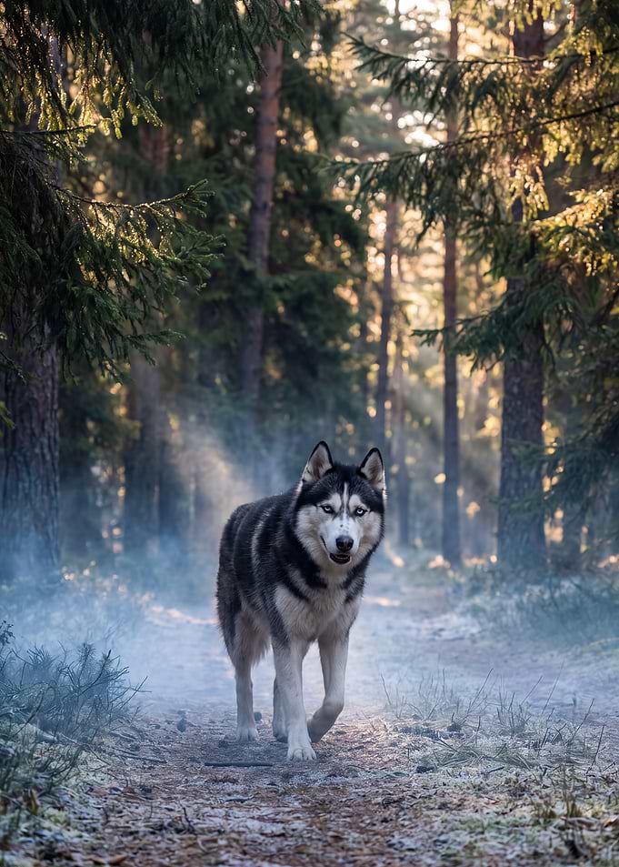 Siberian Husky in Misty Forest