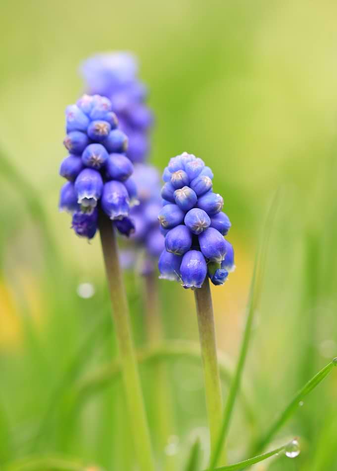 Close-up of Blue Grape Hyacinth Flowers