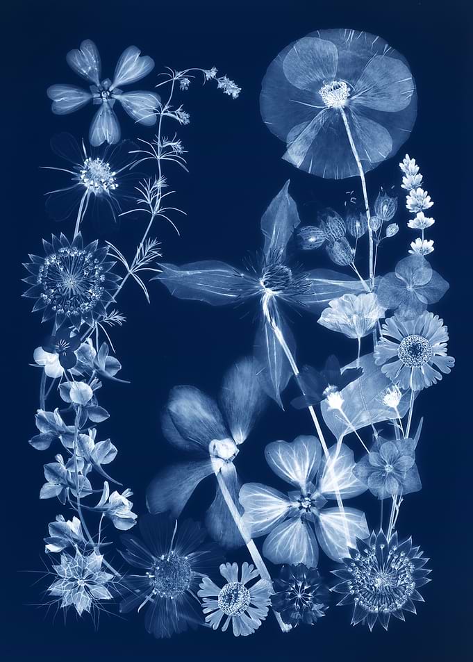 Cyanotype Botanical Print of Wildflowers