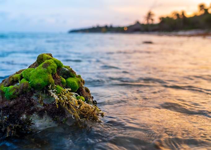 Mossy Rock on Tropical Beach