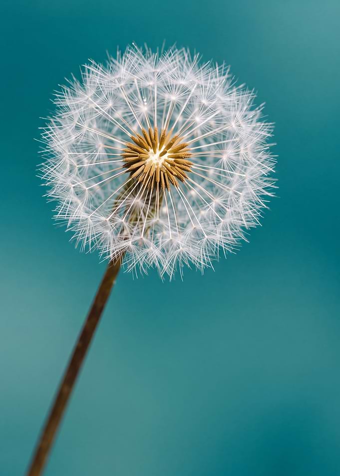 Dandelion Seed Head Macro Photography