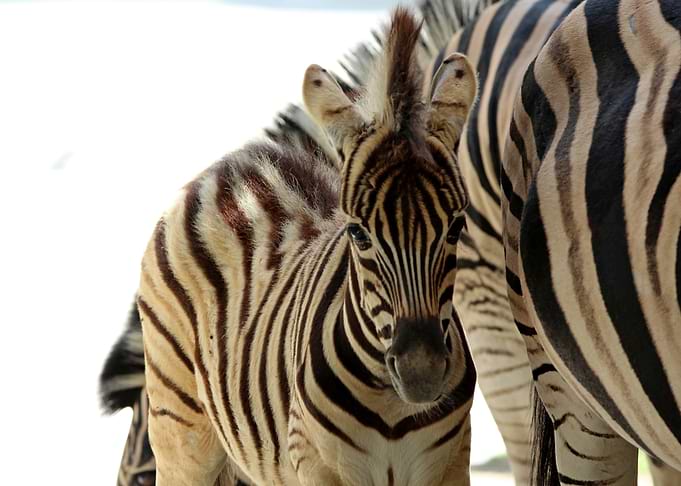 Young zebra at Schoenbrunn zoo