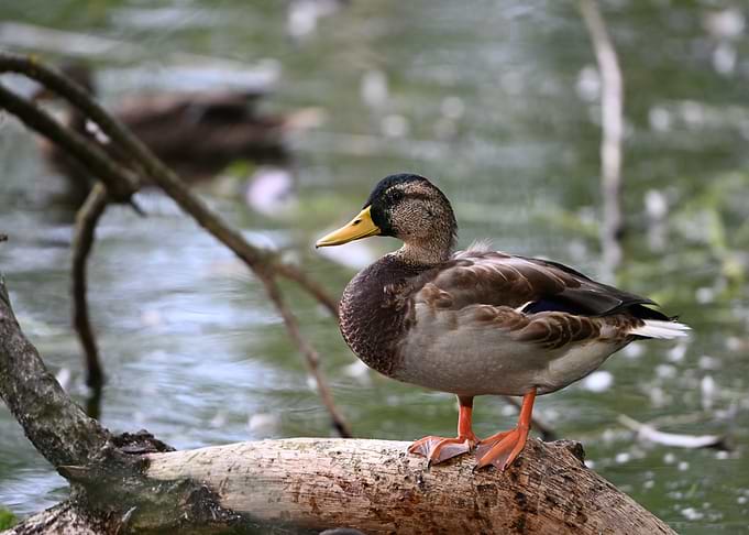 Mallard Duck Perched on Log